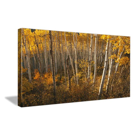 Beautiful autumn forest scene with tall white trees and vibrant yellow foliage.